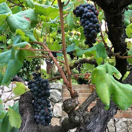 Guillo * Pollensa