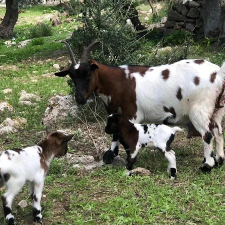 Guillo Agroturismo Pollensa