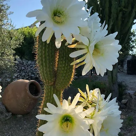 Guillo * Pollença